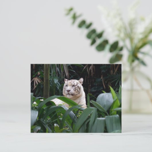 White Tiger Briefkaart (Staand voorkant)