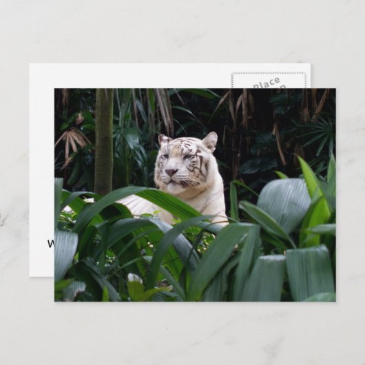 White Tiger Briefkaart (Voorkant / Achterkant)