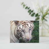 White Tiger Briefkaart (Staand voorkant)