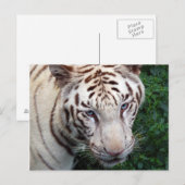 White Tiger Briefkaart (Voorkant / Achterkant)