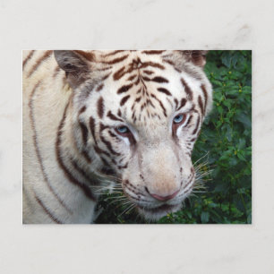 White Tiger Briefkaart