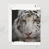 White Tiger Briefkaart (Voorkant / Achterkant)