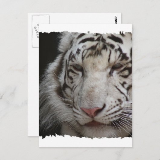 White Tiger Briefkaart (Voorkant / Achterkant)