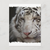 White Tiger Briefkaart (Voorkant)