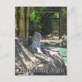 White Tiger Briefkaart (Voorkant)