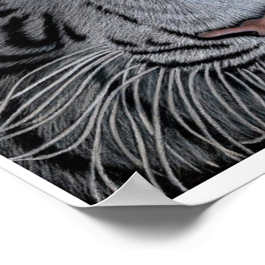 White Tiger - Casper Poster (Hoek)