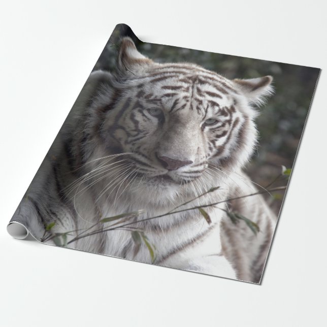 White Tiger close-up Cadeaupapier (Uitgerold)