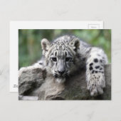 White Tiger Cub Briefkaart (Voorkant / Achterkant)