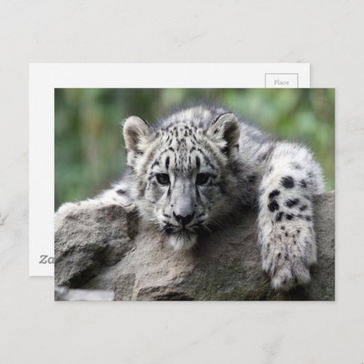 White Tiger Cub Briefkaart (Voorkant / Achterkant)