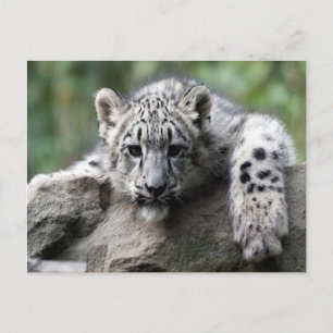 White Tiger Cub Briefkaart