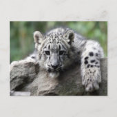 White Tiger Cub Briefkaart (Voorkant)