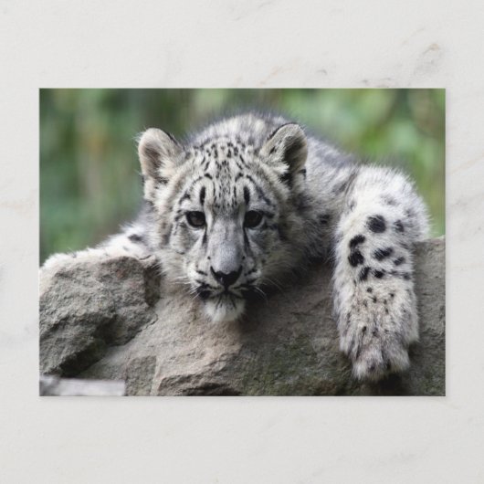 White Tiger Cub Briefkaart (Voorkant)