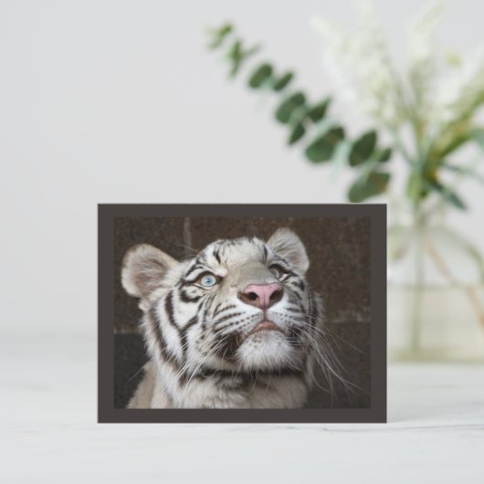 White Tiger Cub Briefkaart (Staand voorkant)