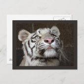 White Tiger Cub Briefkaart (Voorkant / Achterkant)