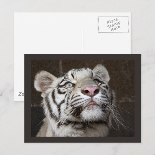White Tiger Cub Briefkaart (Voorkant / Achterkant)