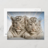 White Tiger Cubs Briefkaart (Voorkant / Achterkant)