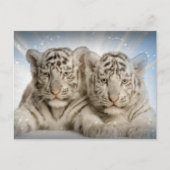White Tiger Cubs Briefkaart (Voorkant)