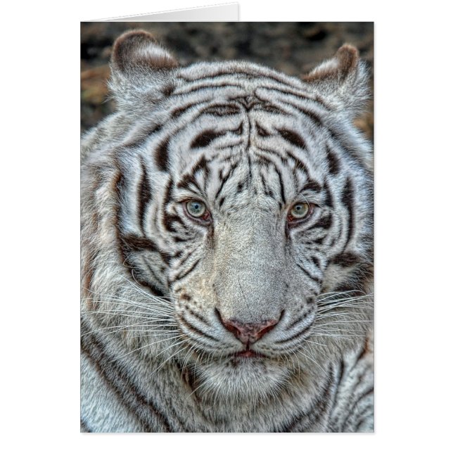 White Tiger Ears Back Close Card (Voorkant)