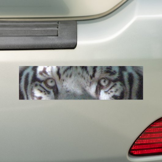 White Tiger Eyes Bumpersticker (Op auto)
