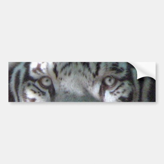 White Tiger Eyes Bumpersticker (Voorkant)