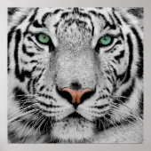 White Tiger Face Print (Voorkant)