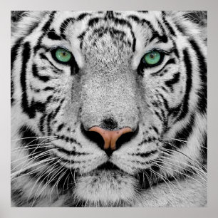 White Tiger Face Print