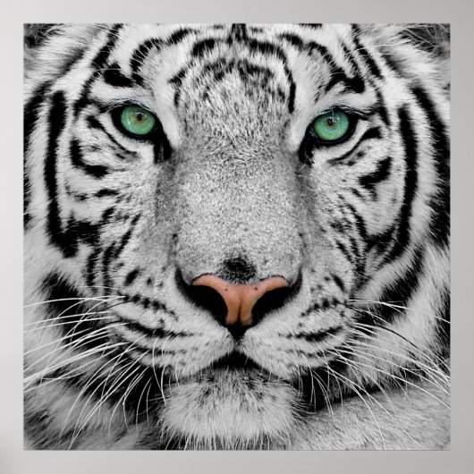 White Tiger Face Print (Voorkant)