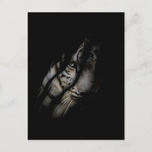 White Tiger Face Torn Claw Wild Safari Animal Cat Briefkaart (Voorkant)