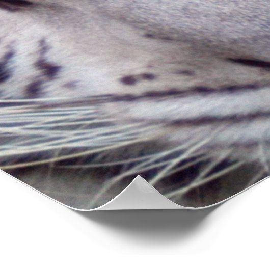 White Tiger Framed Print (Hoek)