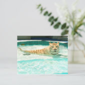 White tiger in pool-Year of the tiger Postcard Feestdagenkaart (Staand voorkant)