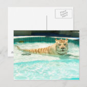 White tiger in pool-Year of the tiger Postcard Feestdagenkaart (Voorkant / Achterkant)