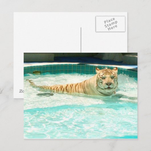 White tiger in pool-Year of the tiger Postcard Feestdagenkaart (Voorkant / Achterkant)