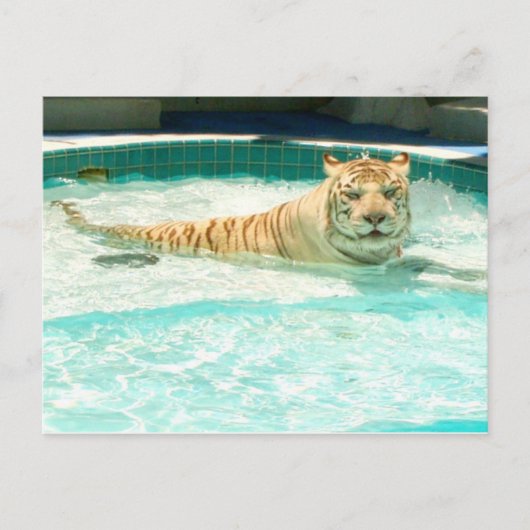 White tiger in pool-Year of the tiger Postcard Feestdagenkaart (Voorkant)