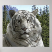 WHITE TIGER in zijn BOEST HABITAT Poster (Voorkant)