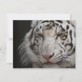 White Tiger Invitation Kaart (Voorkant)