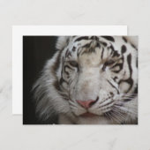 White Tiger Invitation Kaart (Voorkant / Achterkant)