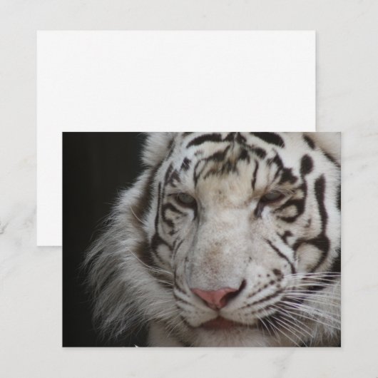 White Tiger Invitation Kaart (Voorkant / Achterkant)