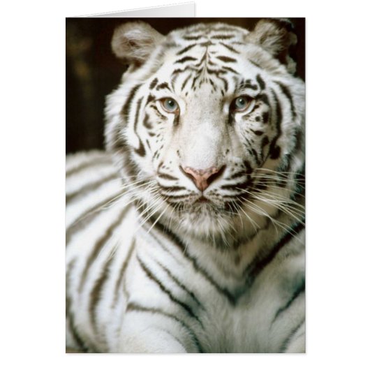 White Tiger Kaart (Voorkant)