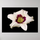 White Tiger Lily. Poster (Voorkant)