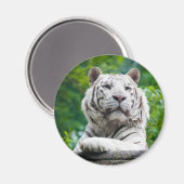 White Tiger magnet (Voorkant / Achterkant)