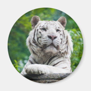 White Tiger magnet