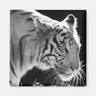 White Tiger Magnet