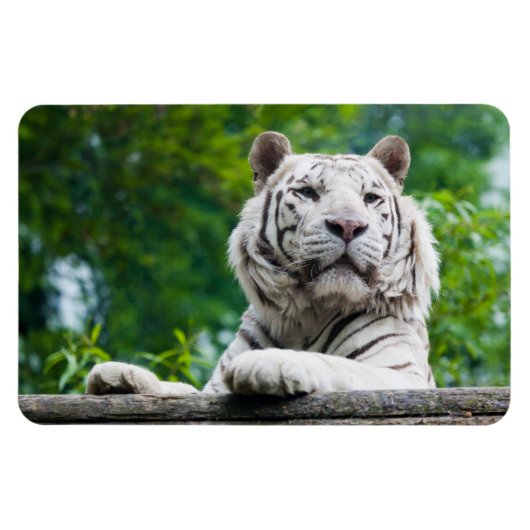 White Tiger magnet Magneet (Horizontaal)