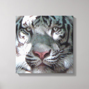 White Tiger Ontmoeting Canvas Afdruk