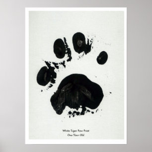 White Tiger Paw Print Poster