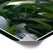 White Tiger Poster (Hoek)