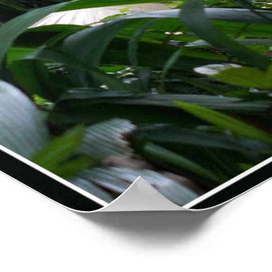 White Tiger Poster (Hoek)