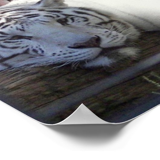 White Tiger Poster (Hoek)