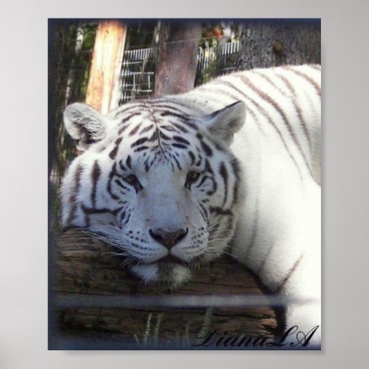 White Tiger Poster (Voorkant)