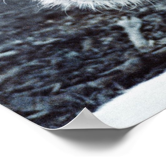 White Tiger Poster (Hoek)